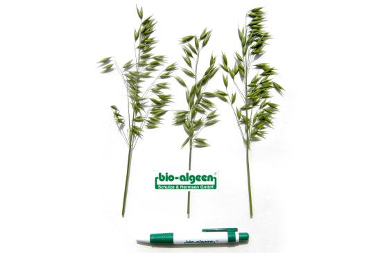 Vergleich: Hafer ohne und mit »bio-algeen«