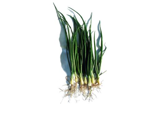 Vergleich: Zwiebeln ohne und mit »bio-algeen«